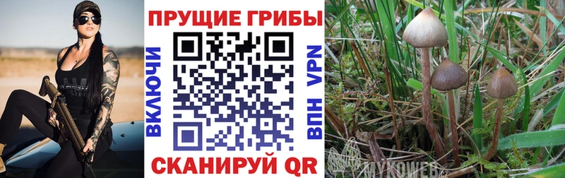 Галлюциногенные грибы Cubensis  Лесосибирск 